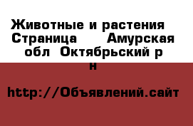  Животные и растения - Страница 13 . Амурская обл.,Октябрьский р-н